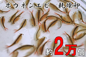 ホウネンエビ　乾燥卵　２万個+専用飼料+育て方解説書　　 　ミジンコ　微生物　甲殻類　アクアリウム