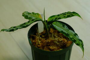 Aglaonema pictum “氷肌玉骨“ Aceh sumatera【LA0816-03j】　　アグラオネマ　LA便　ネームド　 氷肌玉骨