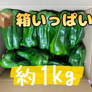 60サイズ箱いっぱい さららピーマン