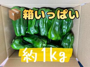 農家直送　ピーマン『さらら』　約1KG！