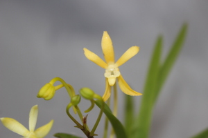 濃い黄花（良い香り）　　　　富貴蘭　フウラン　長生蘭　山野草　東洋蘭