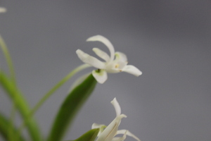 胡蝶の舞（奇花・花付）　　２　　富貴蘭　フウラン　長生蘭　山野草