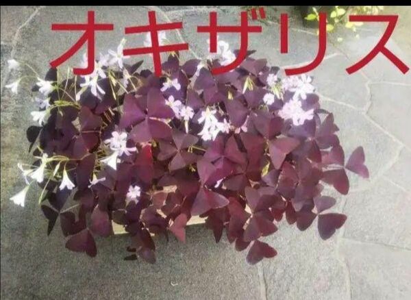 オキザリス　(トリアングラリス)　紫の舞　●球根10個送ります。