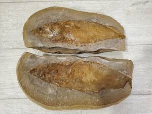 化石 魚 古代魚？ 詳細不明 鱗 ブラジル産？ 