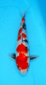 *. height colored carp cheap 2 -years old fish city 10-6 silver . Showa era 34 centimeter cheap individual *