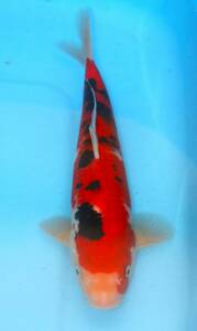 *. height colored carp cheap this year fish city 18-10 Taisho three color 31 centimeter cheap individual *