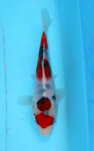 *. height colored carp cheap establish common carp city 1-2 Taisho three color 21 centimeter cheap individual *
