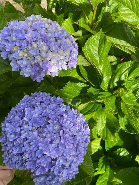 紫陽花 小手鞠 根っこつき