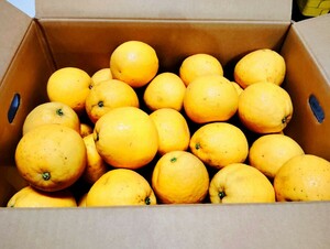  overwhelming charm. exist [ free shipping ]1 jpy start ju-si orange [20 kilo ]