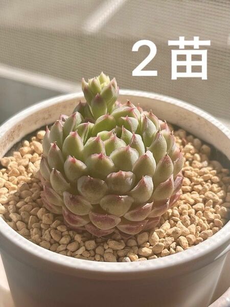 多肉植物　グロブローサhyb ラノリン　2苗