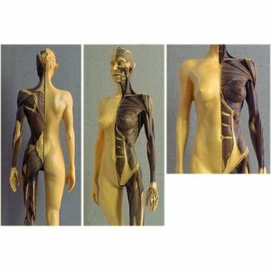  new goods woman woman Gold 1:6 stand attaching sculpture Inte .ng human body muscle model 11 -inch human body model human body model 281