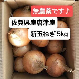 佐賀県唐津産　新玉ねぎ　5kg 無農薬