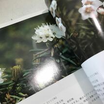 R18▲ 北海道の昆虫・森林植物図鑑(2冊)・大雪の高山植物　全4冊セット　1976-85年発行　北海道新聞社　送料無料 ▲240511 _画像6