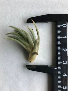 Tillandsia rosaceachi Ran Giallo The sea