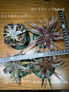 【4株セット】ディッキア リトルウィング Dyckia Little Wing他3種