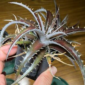 【4株セット】ディッキア リトルウィング Dyckia Little Wing他3種の画像10