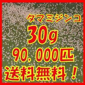 タマミジンコ30g+α90,000匹「めだか金魚熱帯魚の生き餌に！」の画像1