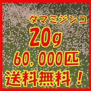 タマミジンコ20g+α60,000匹「めだか金魚熱帯魚の生き餌に！」の画像1