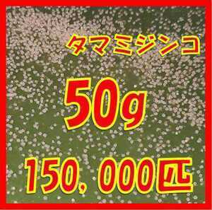 タマミジンコ50g+α150,000匹　「めだか金魚熱帯魚の生き餌に！」