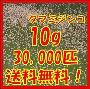 タマミジンコ10g+α30,000匹「めだか金魚熱帯魚の生き餌に！」