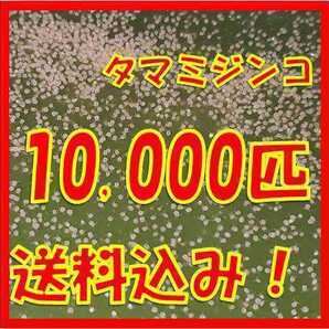 タマミジンコ3g+α10,000匹「めだか金魚熱帯魚の生き餌に！」の画像1