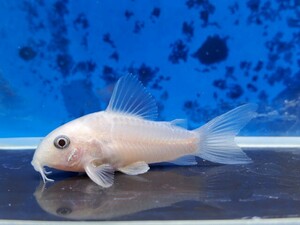 Corydoras White Panda Длина тела 3 сантиметра тропическая рыба