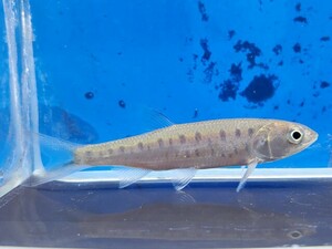 ライアマス　グッタータス　体長4センチほど　コイ　コイ科　熱帯魚