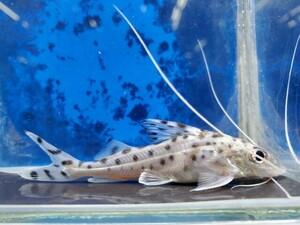 ピクタス　体長6センチほど　ナマズ　ピメロディア　熱帯魚