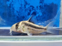 コリドラス　ブロードバンドアクセルロディ　体長4～5センチほど　ナマズ　熱帯魚_画像1