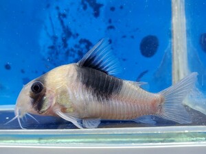 コリドラス　ニューショートノーズスーパービコロール　体長5～6センチほど　ナマズ　熱帯魚