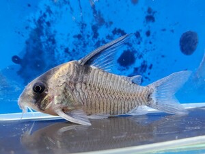 コリドラス　レセックス　体長6センチほど　ナマズ　熱帯魚
