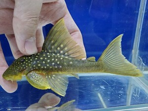 レモンフィンペコルティア　体長12センチほど　プレコ　ロリカリア　熱帯魚