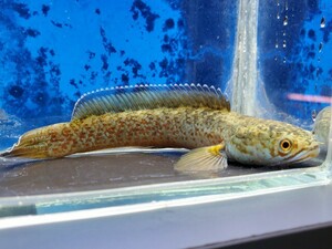 チャンナ　アリストネイ　1　体長11センチほど　アナバス　スネークヘッド　熱帯魚