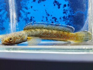 チャンナ　アリストネイ　2　体長11センチほど　アナバス　スネークヘッド　熱帯魚
