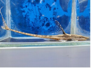 ロイヤルファロウエラ　コロンビア　体長10センチほど　ナマズ　ロリカリア　熱帯魚