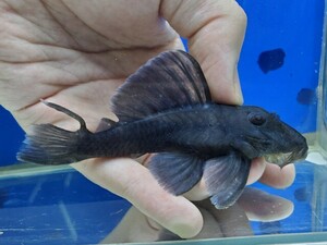ブルーフィンパナクエ　体長10センチほど　尾びれ難あり　プレコ　ロリカリア　熱帯魚