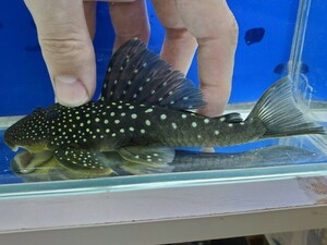 ブルーフィンペコルティア　1　体長14センチほど　プレコ　ロリカリア　熱帯魚