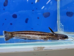 ホワイトラインストライプウッドキャット　体長11センチほど　ナマズ　熱帯魚