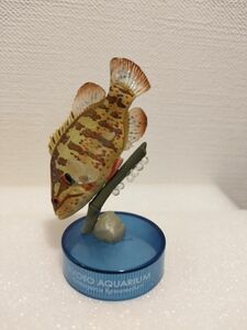 京都水族館フィギュアコレクション　オヤニラミ