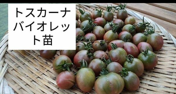 激レアミニトマト種 トスカーナバイオレットミニトマト種 20 粒トマト種 野菜