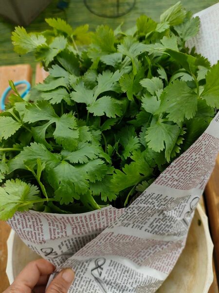 パクチー200g コリアンダータイの野菜 家庭栽培 新鮮 無農薬