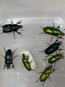  in sla squirrel gold iro stag beetle male 7 head Indigo color .. selection another out contains ( hoe hoe association )