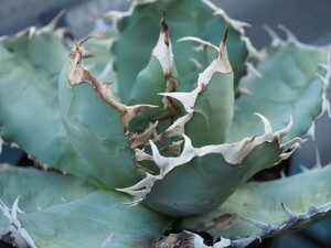 Agave Oteroi Oaxaca アガベ オテロイ オアハカ 現地株 発根済み