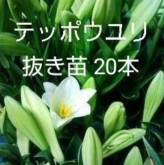 鉄砲百合抜き苗 20本