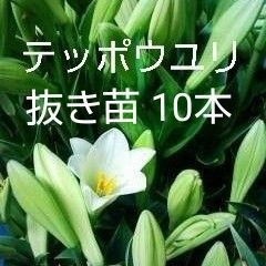 鉄砲百合 抜き苗10本