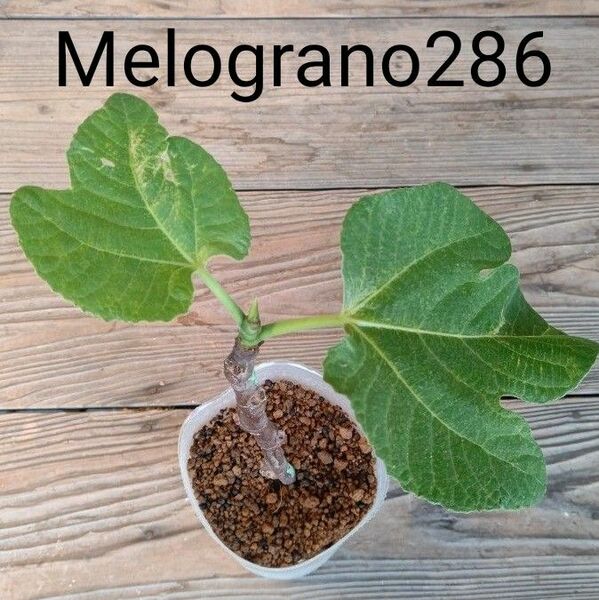 Melograno286 いちじく苗