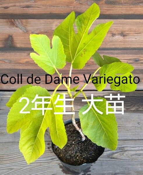coll dama variegato いちじく苗