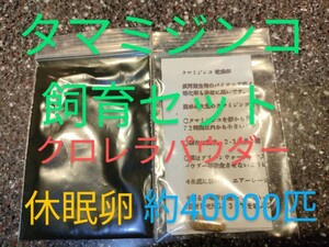 送金無料！　タマミジンコ飼育セット　クロレラパウダー　休眠乾燥卵　取説付　約40000匹相当付　乾燥卵　めだか　グッピー鯉熱帯魚金魚餌