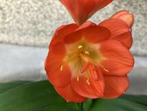 クンシラン　君子蘭　ヒダのある花（小型）_画像3