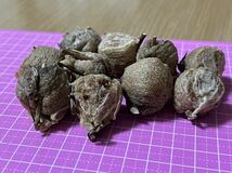 ☆オオカマキリの卵 小粒10個　天然採取　茨城県産　カマキリ☆定形外郵便全国一律120円_画像3